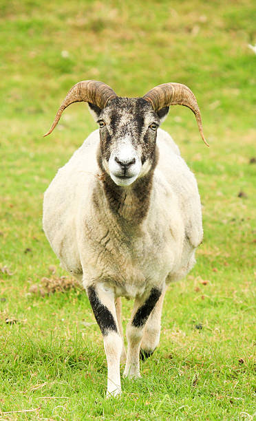 istock Sheep in Gwbert-on-Sea, Wales 512230432