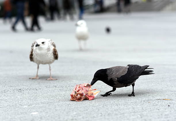 crow eating carrion Photo of crown while eating carrion. On the background, there are seagulls. Photo is taken in Istanbul, Turkey. crow eating carrion stock pictures, royalty-free photos & images