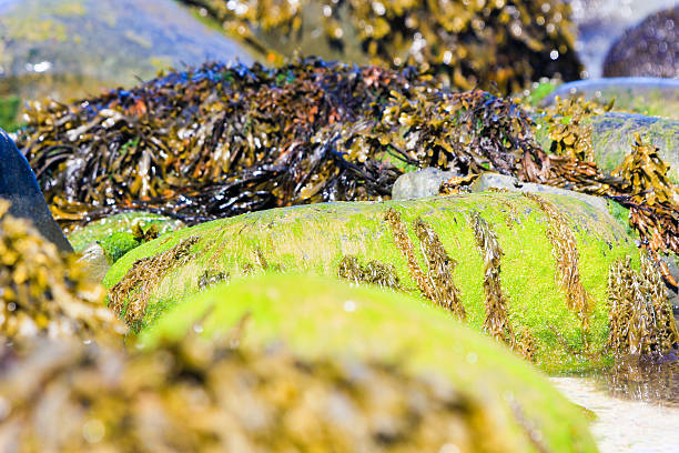 istock Seaweed in Cardigan Bay, Wales 512231830