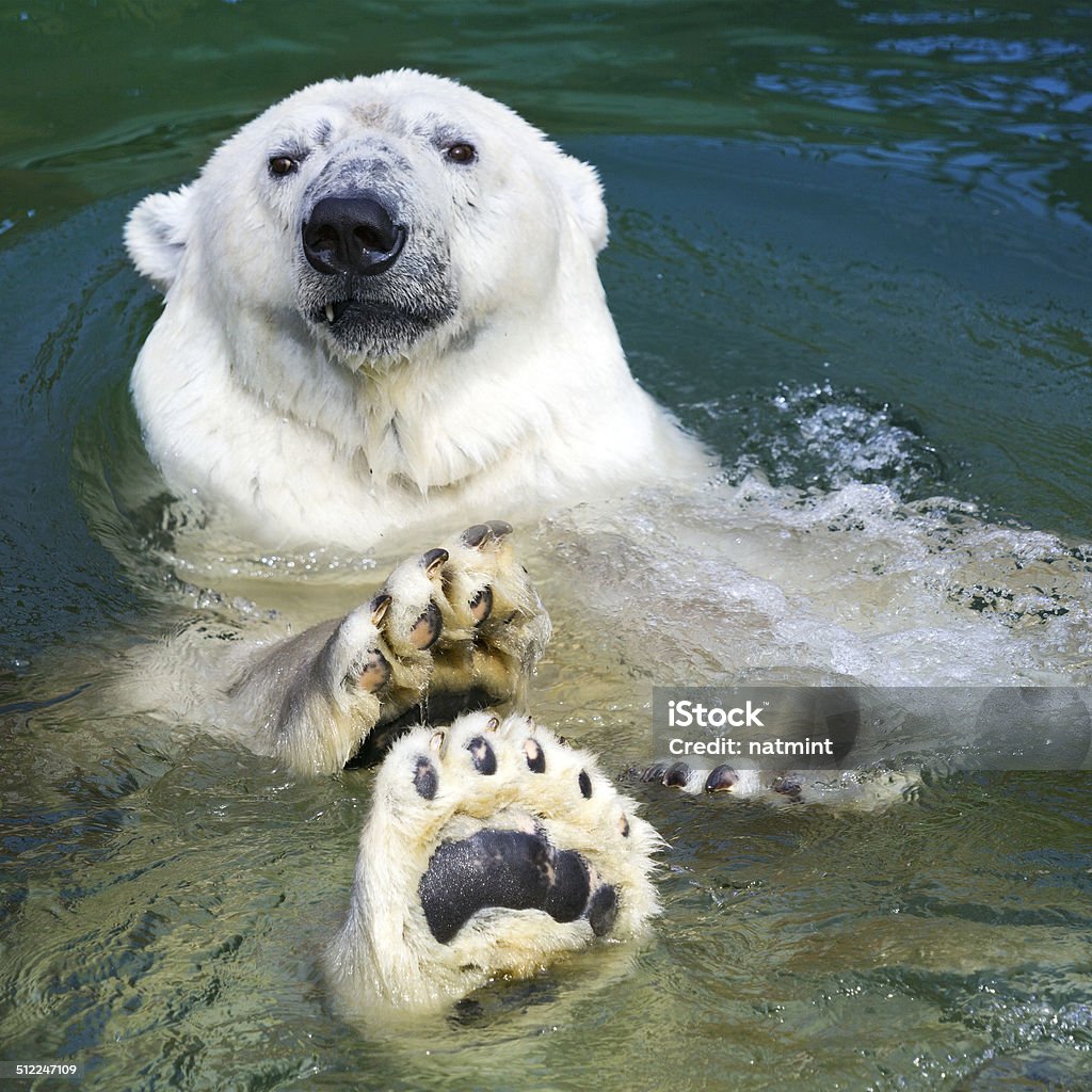 Polar bear swimming Polar Bear Stock Photo