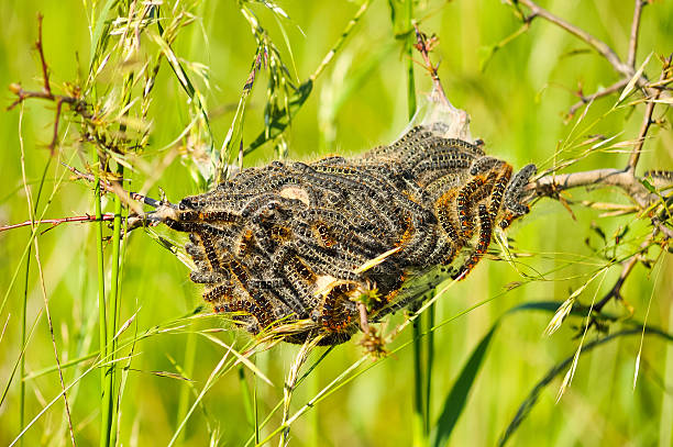 Oak processionary moth nest allergy Oak processionary moth nest allergy caterpillar's nest stock pictures, royalty-free photos & images