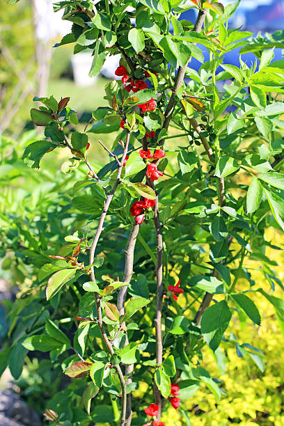 istock quince bush flourishing 512248363