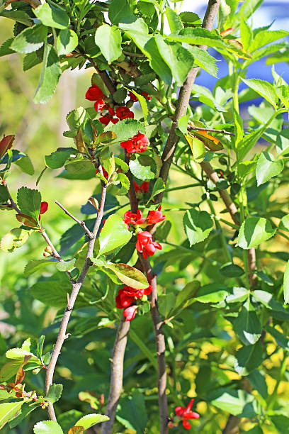 istock quince bush flourishing 512248365