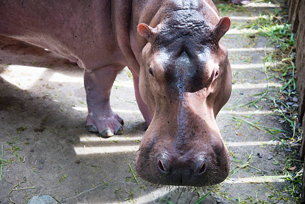 istock cute hippopotamus in the zoo 512249121