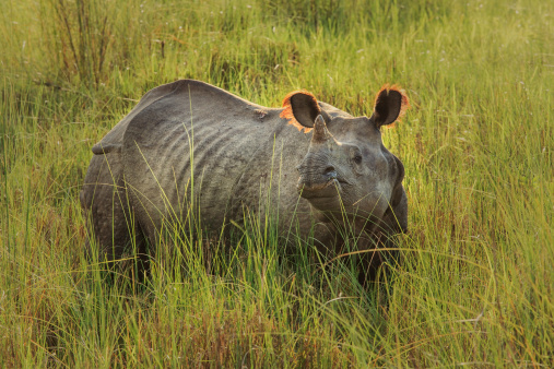 Massive single horn Indian Rhino in the National forest Chitwan, Nepal. Backlit by the sun.
