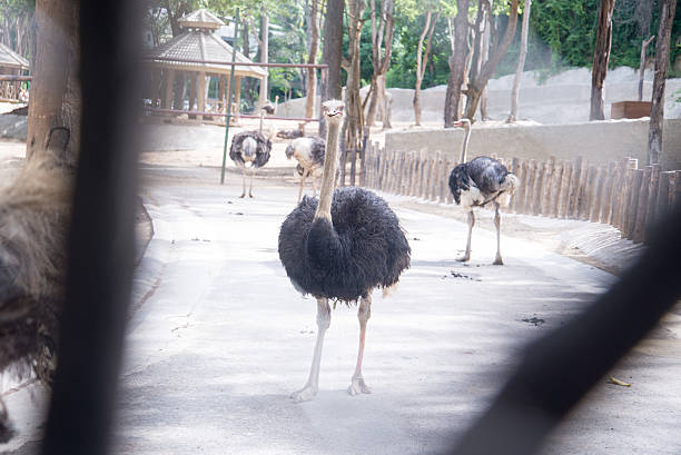 istock Ostrich at the zoo a  loved 512249153