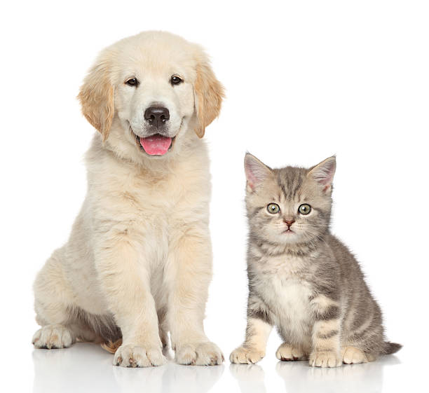 istock Cat and dog together 512249523