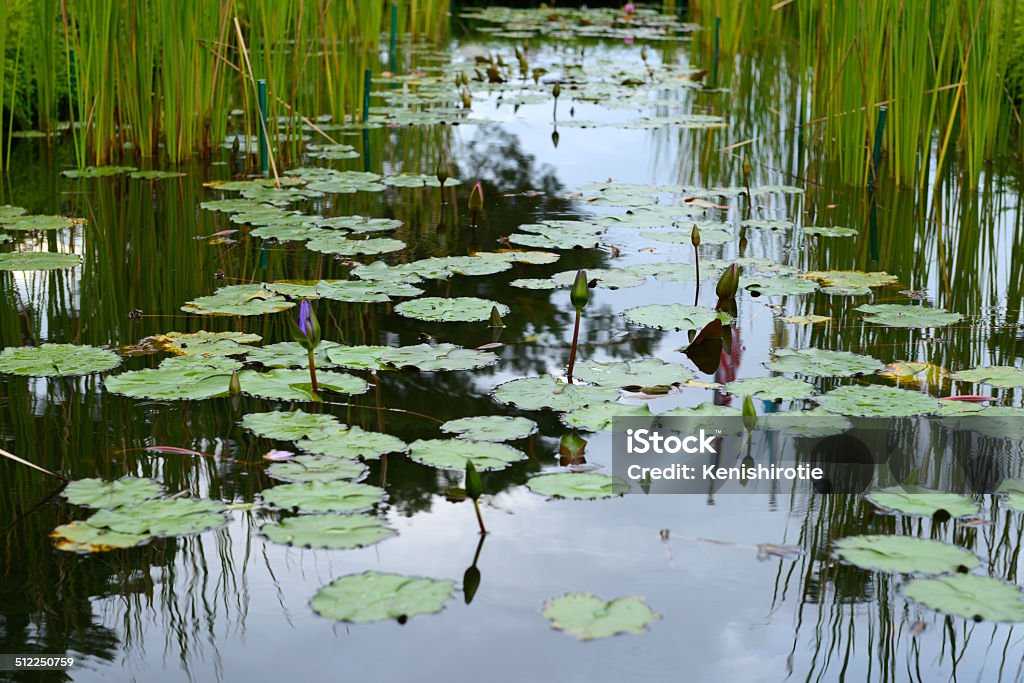 Lotus pond Lotus plant or water lily in garden pond Aquatic Organism Stock Photo