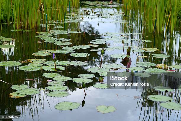 Lotus Pond Stock Photo - Download Image Now - Aquatic Organism, Asia, Blossom