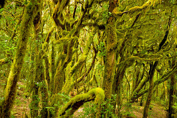 istock Magic hiking vision in the National Park Garajonay 512250893