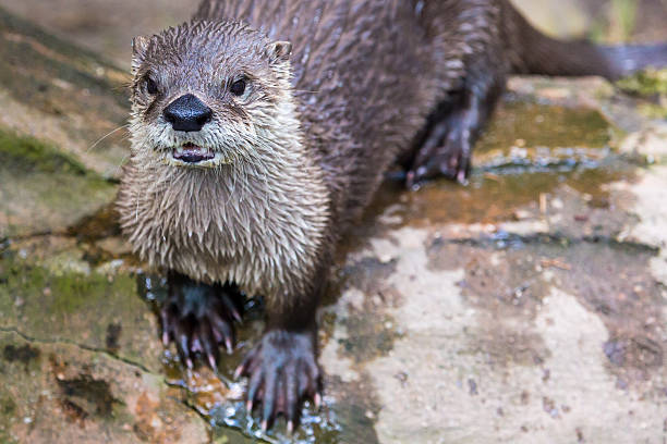istock European Otter in nature. 512250949