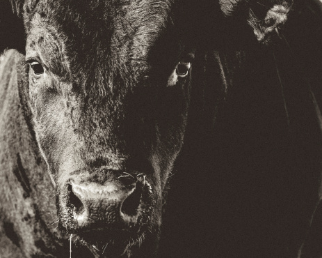 Black Angus Bull & primer plano de la cara & blanco negro photo
