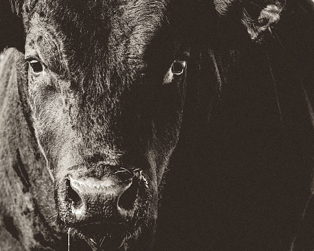 black angus & primo piano di testa di toro nero & bianco viso - bull foto e immagini stock