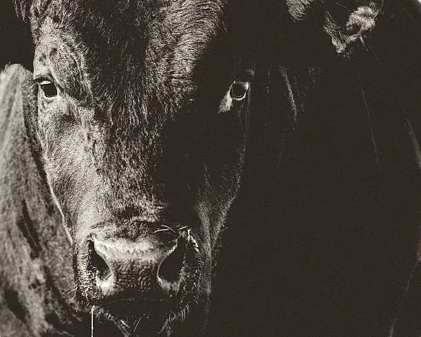 Photo of Black Angus Bull Head & Face Closeup Black & White