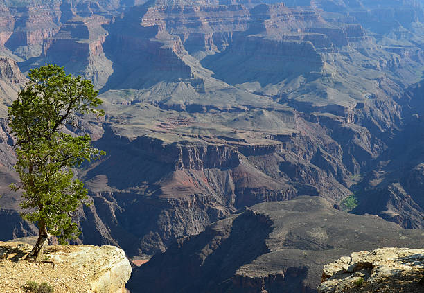 istock Lone Tree Overlooking the Grand Canyon Colorado River 512252157