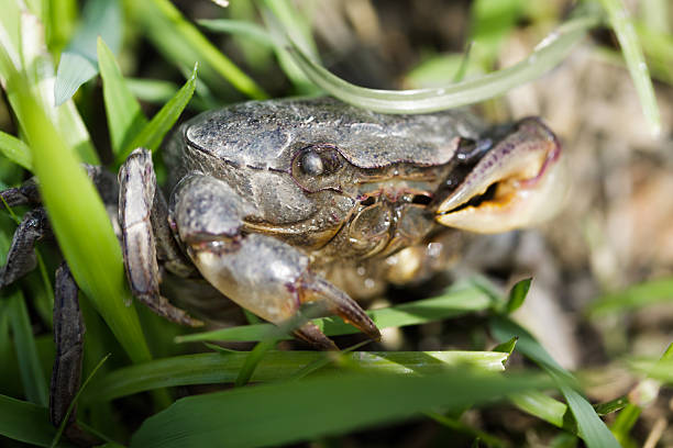 istock Closeup of rice field crab on field. 512252215
