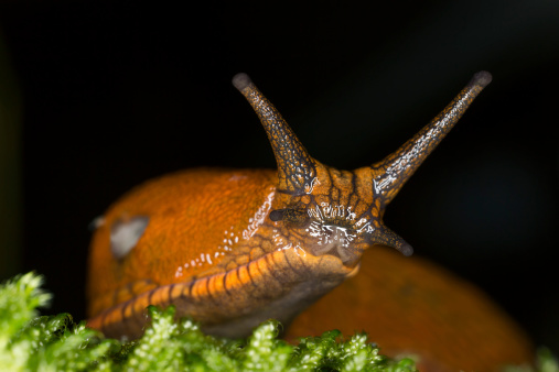Spanish slug, arion vulgaris, front view. This animal is a pest in gardens.