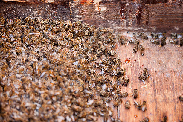 Thousands dead honey bees - poisoned by pesticides and GMOs stock photo