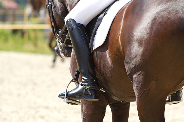 istock Dressage horse 512254005