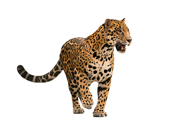 jaguar ( panthera onca ) isolated jaguar ( panthera onca ) isolated on white backgrond leopard stock pictures, royalty-free photos & images