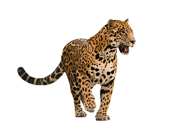 jaguar (panthera onca) isolado - undomesticated cat fotos imagens e fotografias de stock