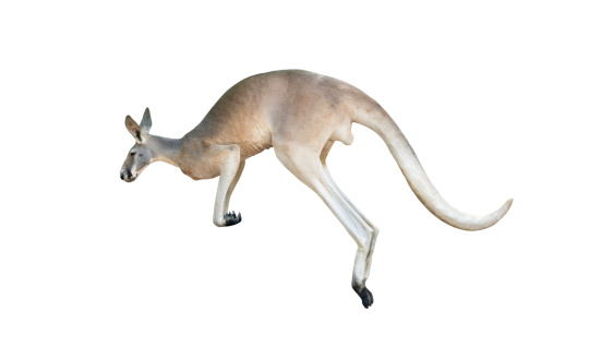 red kangaroo jumping isolated on white background