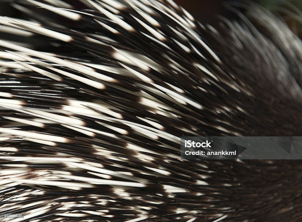 porcupine spine close up picture of a porcupine spine Animal Stock Photo