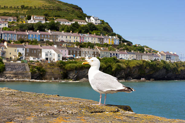 istock Herring Gull in Cardigan Bay, Wales 512271878