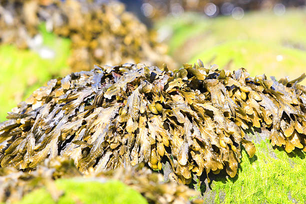 Seaweed on the Welsh coastline