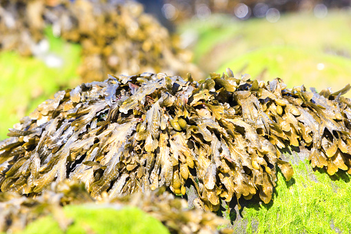 Seaweed on the Welsh coastline