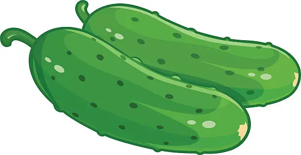 Vector illustration of Couple cucumber vector illustration eps10 isolated white