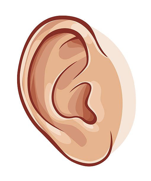 ухо человека - человеческое ухо stock illustrations