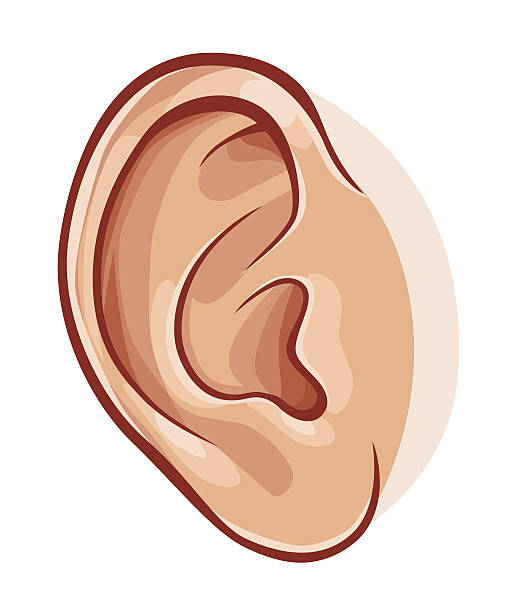 Human ear Illustration of realistic human ear isolated on white. human ear stock illustrations