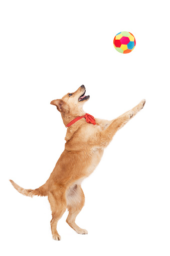 Beautiful golden dog play with ball on white background