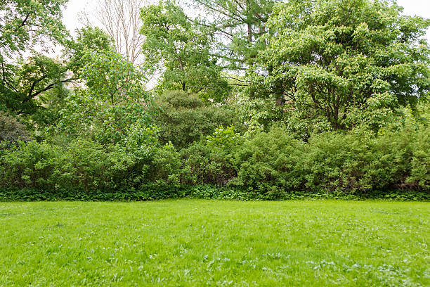 istock lawn shrubs and trees in park 512274238