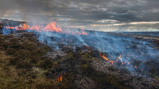 brennen heidekraut als verwaltung der heide, yorkshire, uk. - moor stock-fotos und bilder