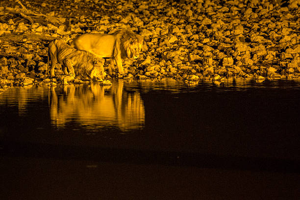 Lion drinking from a flood lit water hole