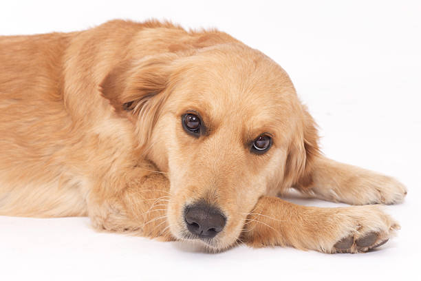 istock Golden Retriever laying down on white background 512274418
