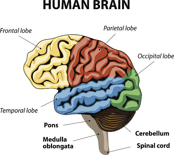 ilustrações de stock, clip art, desenhos animados e ícones de cérebro humano anatomia - frontal lobe