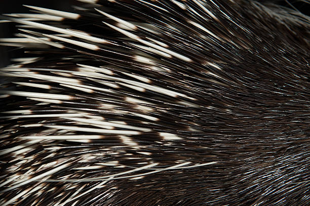 istock porcupine spine 512274945