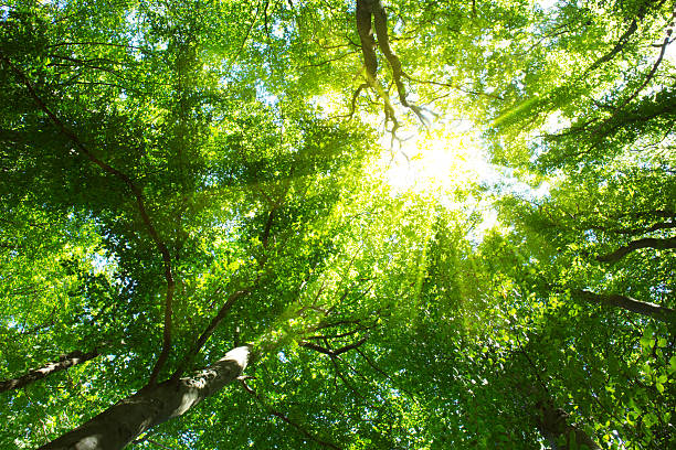 istock Colorful  treetops in fall forest with sun shining though trees. 512274988
