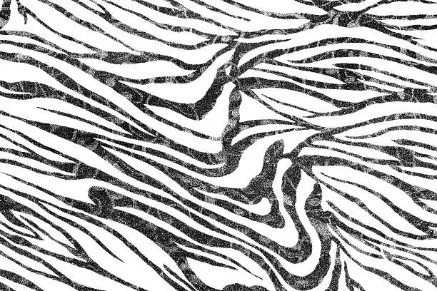 Photo of Zebra print