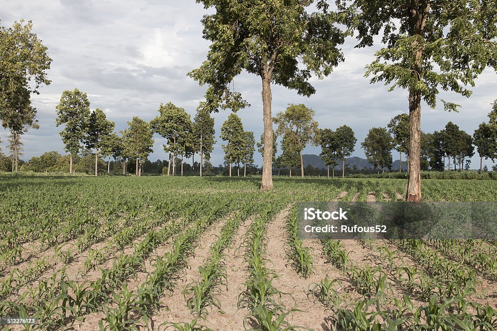 Campo de plantas de milho jovem - Foto de stock de Agricultura royalty-free