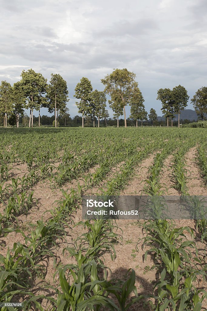 Campo de plantas de milho jovem - Foto de stock de Agricultura royalty-free