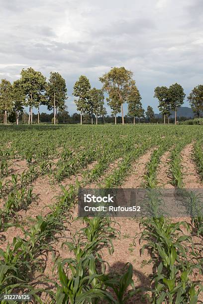 Foto de Campo De Plantas De Milho Jovem e mais fotos de stock de Agricultura - Agricultura, Botânica - Assunto, Cena Não-urbana