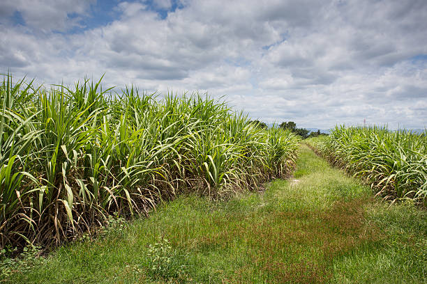 istock Landscape of sugar cane plantation 512276281