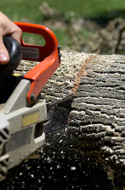 sierra de cadena en acción - chainsaw chain deciduous tree forester woodpile fotografías e imágenes de stock