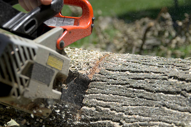 sierra de cadena en acción - chainsaw chain deciduous tree forester woodpile fotografías e imágenes de stock