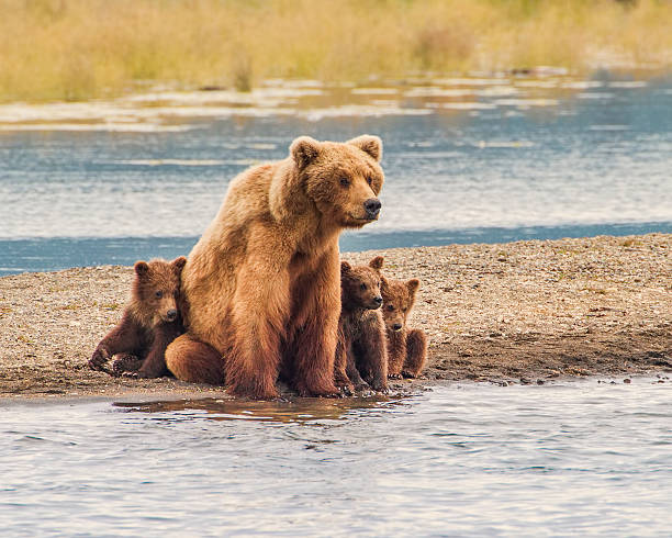 сейф с маме - katmai national park стоковые фото и изображения