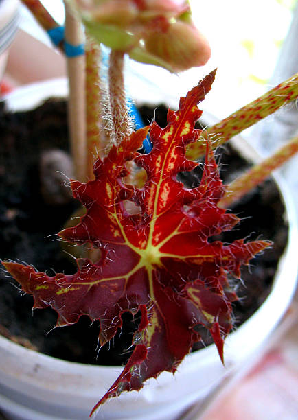 istock motly leaf of begonia 512277275